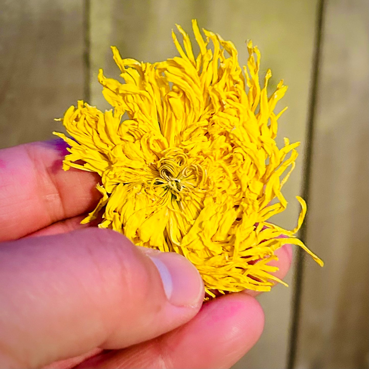 Golden Silk Chrysanthemum (金丝皇菊)